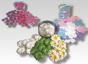 Flowers in Display Boxes
